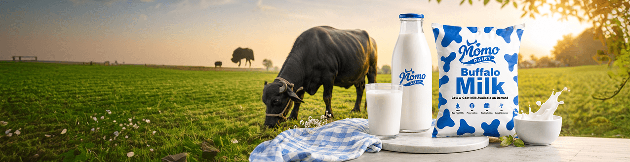 A cow grazing beside a Momo Dairy bottle and buffalo milk pouch set on a picnic table in a sunlit field